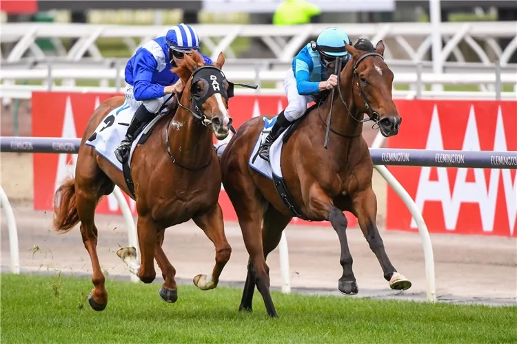 Team Hayes Looking For Black Type With Aysar Image