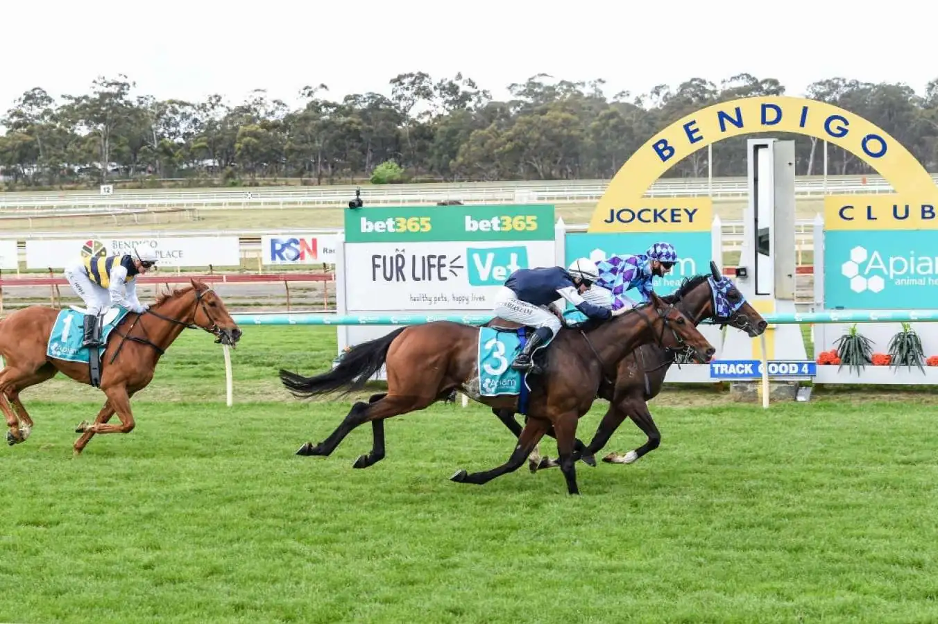Royal Boil-Over in the Bendigo Cup Image