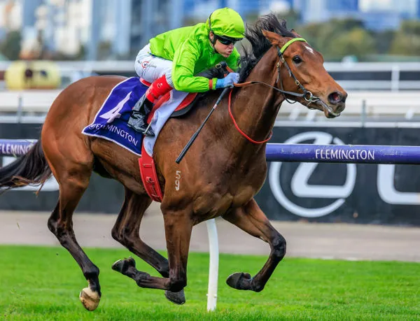 Flemington Review: Berkeley Square To Attack Spring Features Image