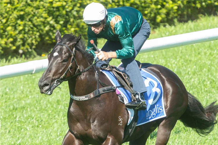 Randwick: G3 Breeders’ Plate Runner By Runner Preview & Tips Image