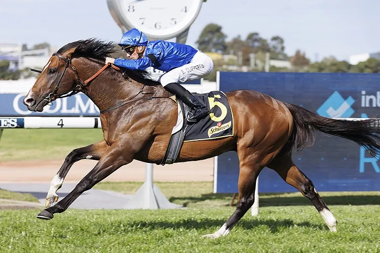 Rosehill Preview: Star Colt Golden Mile Is Back Image