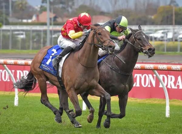 Sydney Sprinter King Of Caulfield Image