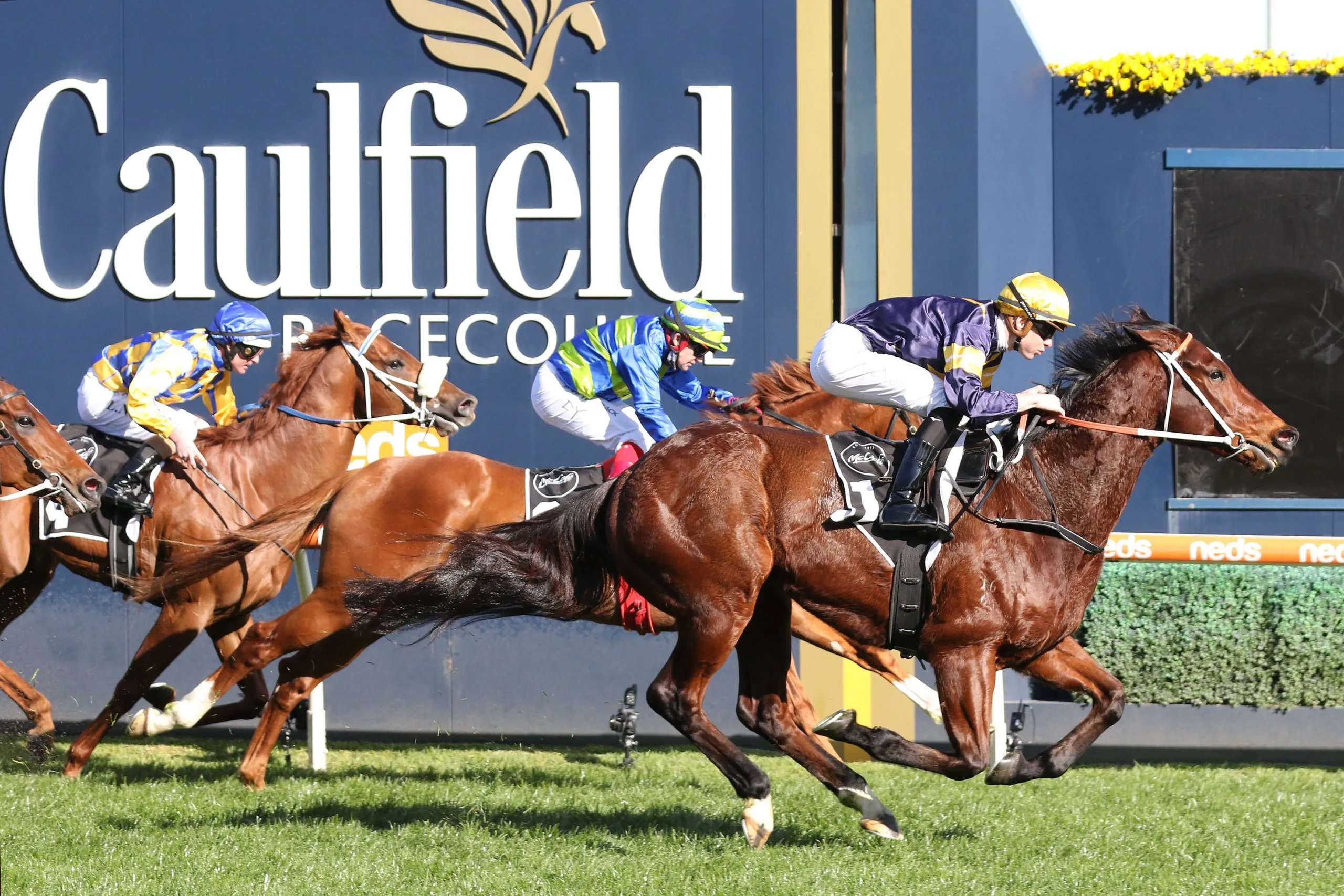 FREE: Caulfield Tip Sheet & Staking Plan: Saturday 16th November Image