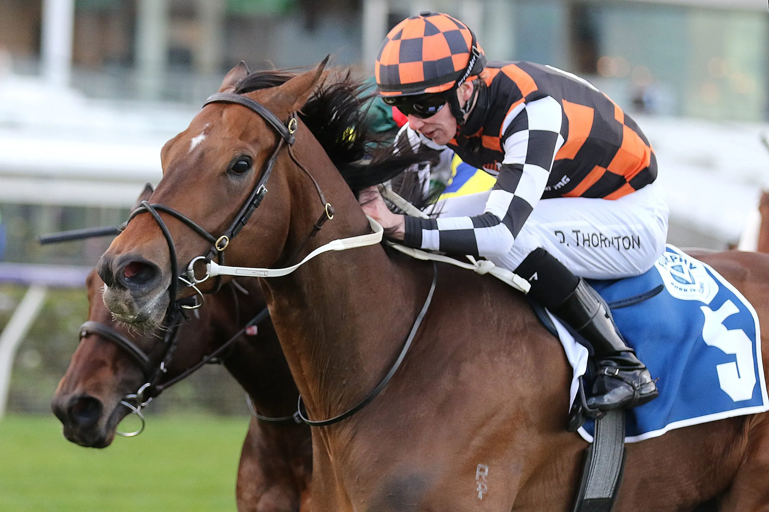Corstens confident of strong showing from The Astrologist  Image
