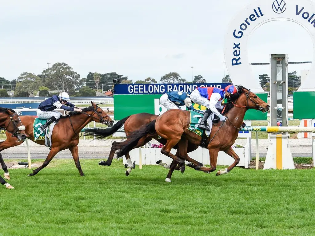 Geelong Tip Sheet & Staking Plan : Wednesday 29th September Image