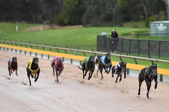 FREE Greyhound Racing Selections – Healesville 2nd September 2021 Image