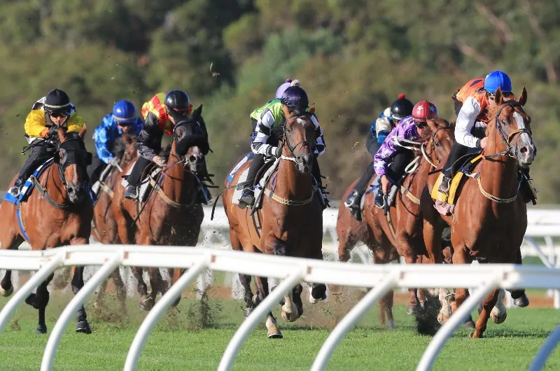 Trial Review: Horses That Caught The Eye At The Trials This Week 2/1 Image