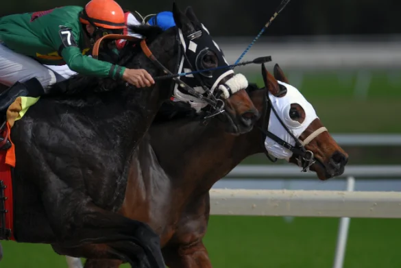 Why Black Book Horses Turn Into the Smartest Edge for Form Students Image