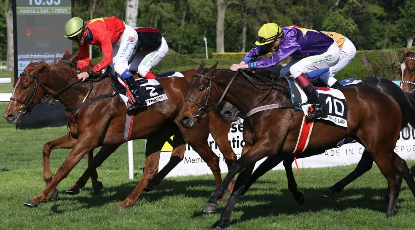 Why Punters Who Bet on Horses Are Built For the Casino Lobby Image